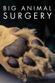 Big Animal Surgery-hd