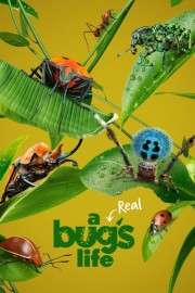 A Real Bug's Life-hd